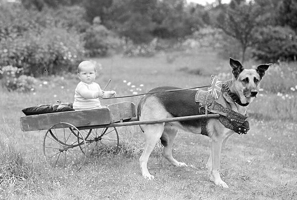 Small boy riding in a dog cart circa 1945 Union jack flag in collar