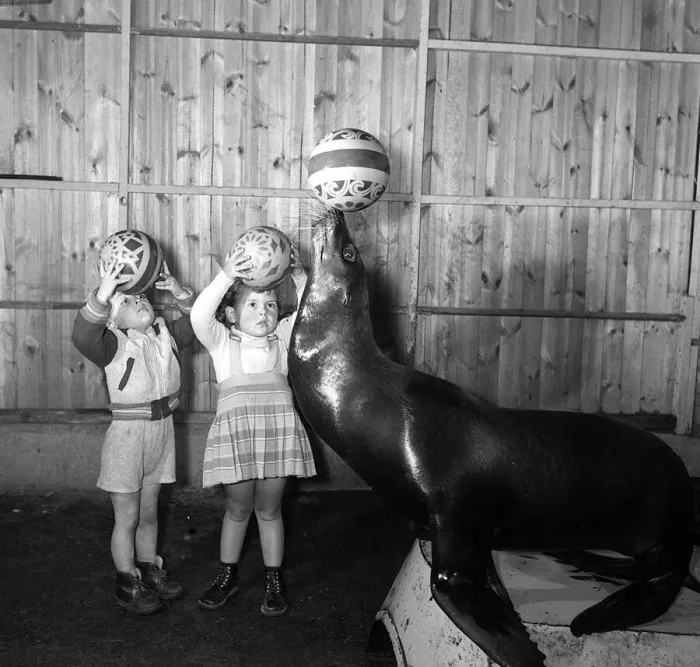 Framed Print : Two small children try to mimic the ball skills of one of Billy Smarts Circuses Sea Lion Framed Print : Two small children try to mimic the ball skills of one of Billy Smarts Circuses Sea Lion