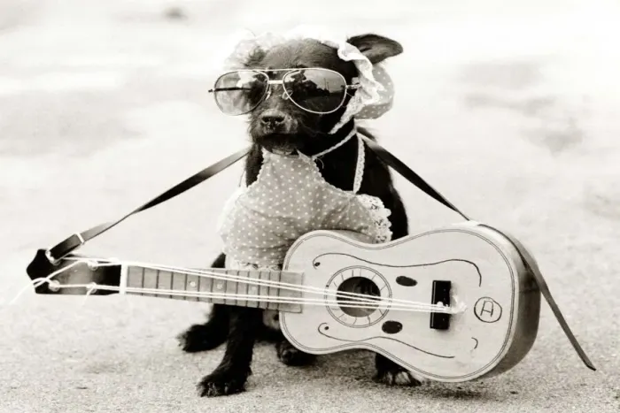 Framed Print : a small dog wearing sunglasses and a bib with a tiny guitar around his neck Framed Print : a small dog wearing sunglasses and a bib with a tiny guitar around his neck
