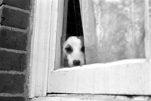 Small dog by window. January 1975 75-00144