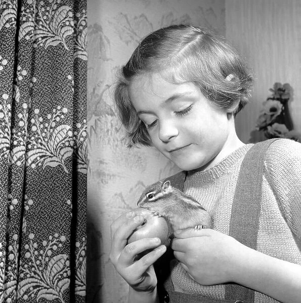 Small girl playing with chipmunks. January 1965