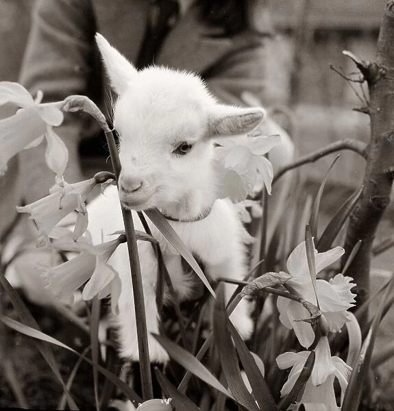 A small goat amongst the flowers in its field at Crystal Palace children