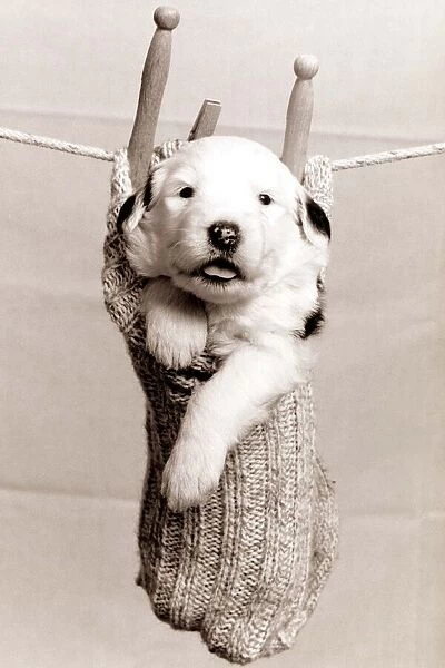 A small puppy in a sock hung up on a washing line with wooden clothes pegs circa