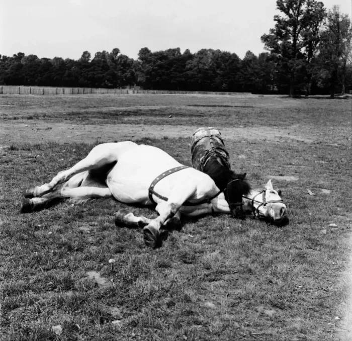 Framed Print : Two of the Smarts Circus horses in the field next to the big top rehearse their