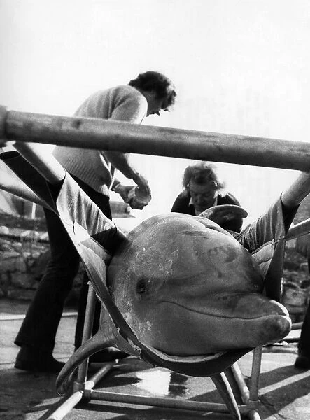 A smile from fun-loving Flipper the dolphin as he is prepared for the journey