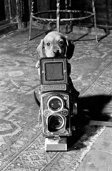 Smile Please, Dachshund puppies seen here with camera. January 1965
