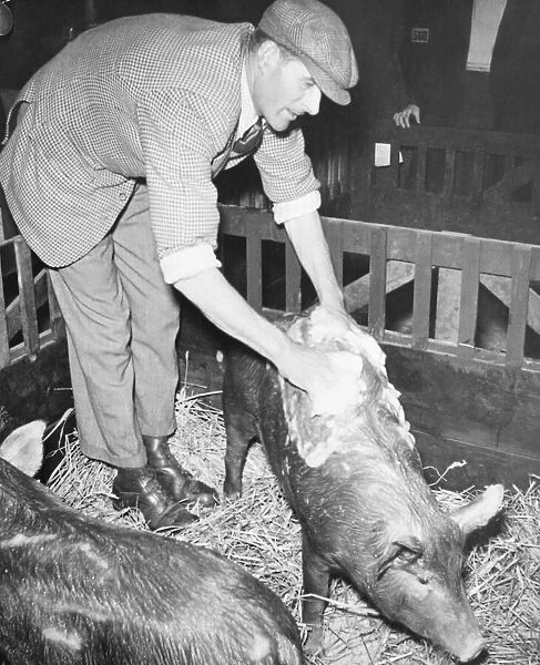 Smithfield show at Earls Court - Ted Caster washing a pig in preparation for the judging