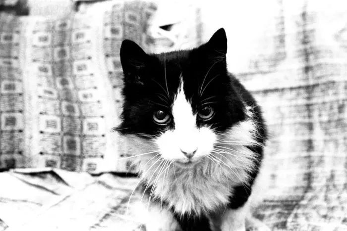 Framed Print : Smokey the cat, at 19 years has defayed nature and started growing three new teeth