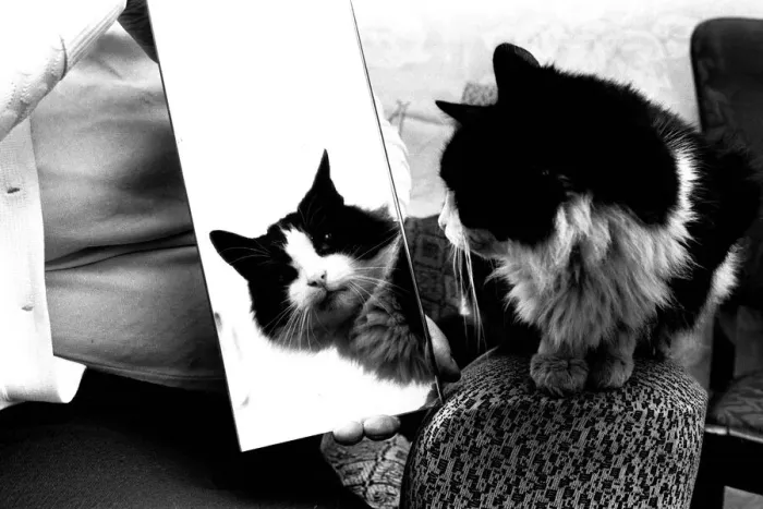 Framed Print : Smokey the cat, at 19 years has defayed nature and started growing three new teeth Framed Print : Smokey the cat, at 19 years has defayed nature and started growing three new teeth