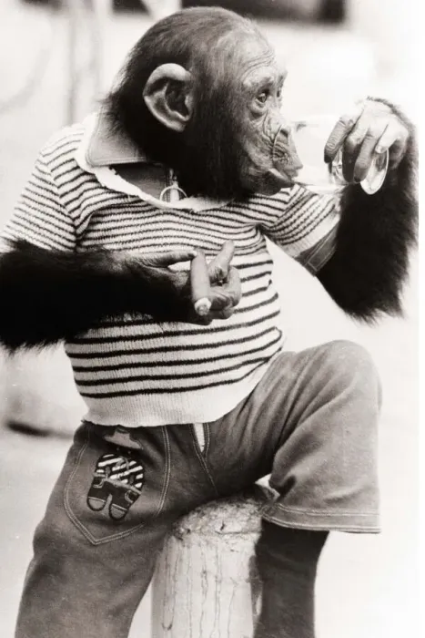 Framed Print : Smoking and drinking two of the vices this young chimpanzee has fallen into working as a Framed Print : Smoking and drinking two of the vices this young chimpanzee has fallen into working as a