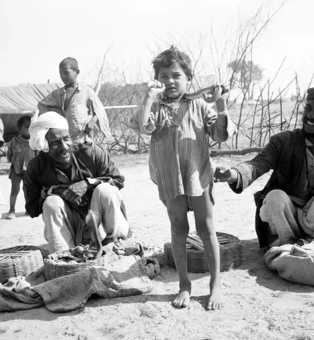 Framed Print : Snake charmer with his son in the market at Poonah. April 1959