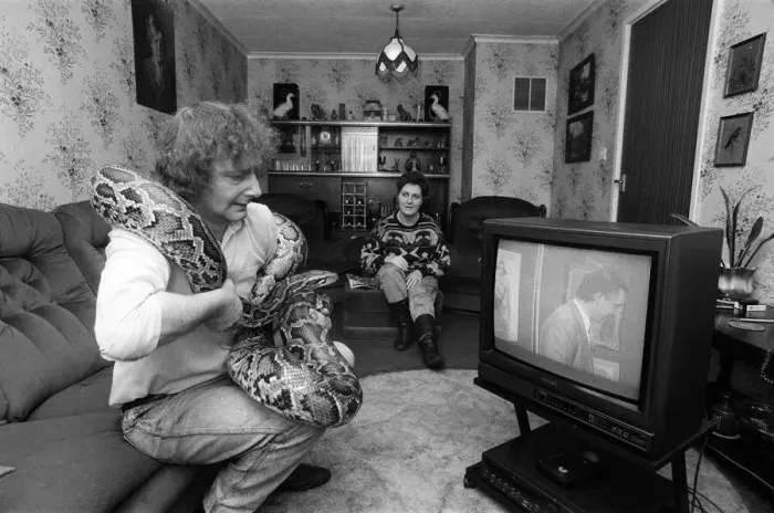 Framed Print : When snake lover Tony Griffiths settles down to watch TV with Monty, his pet python