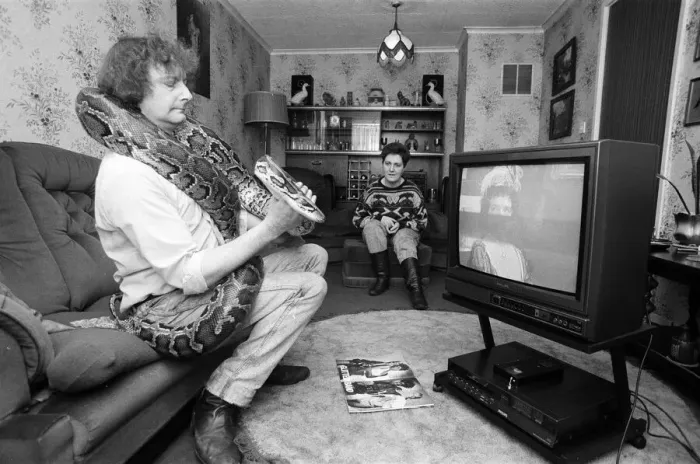 Framed Print : When snake lover Tony Griffiths settles down to watch TV with Monty, his pet python Framed Print : When snake lover Tony Griffiths settles down to watch TV with Monty, his pet python