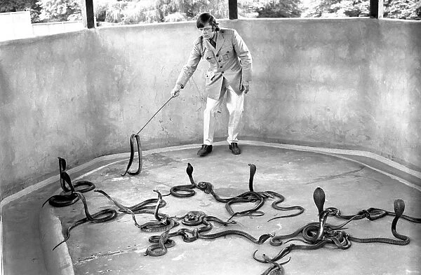 Snakes: Watched warily by his wife Patricia, snake handler Peter Waters goes back to work