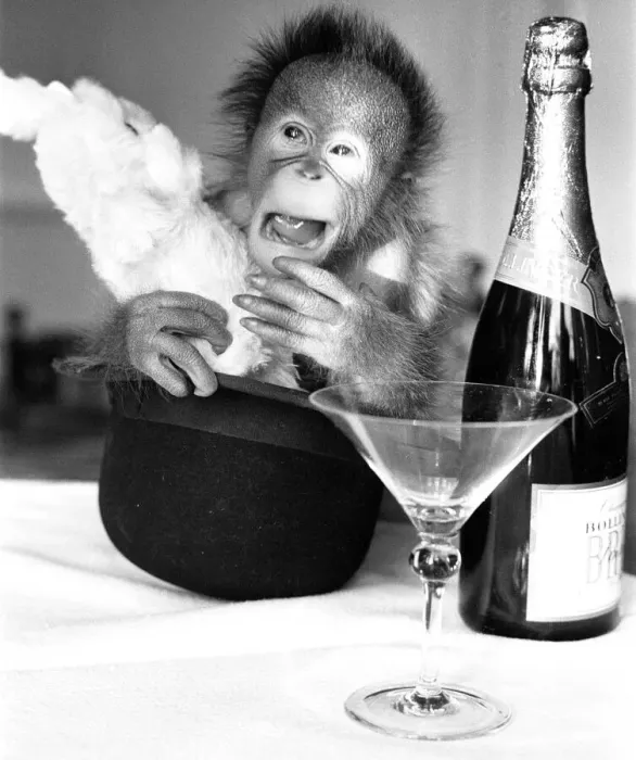 Framed Print : A sneezing baby Orangutan at Twycross Zoo beside a bottle of Bollinger Champagne