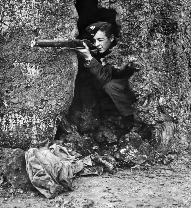 Framed Print : A sniper taking aim from a natural hideout in the hollow trunk of a tree during rifle Framed Print : A sniper taking aim from a natural hideout in the hollow trunk of a tree during rifle