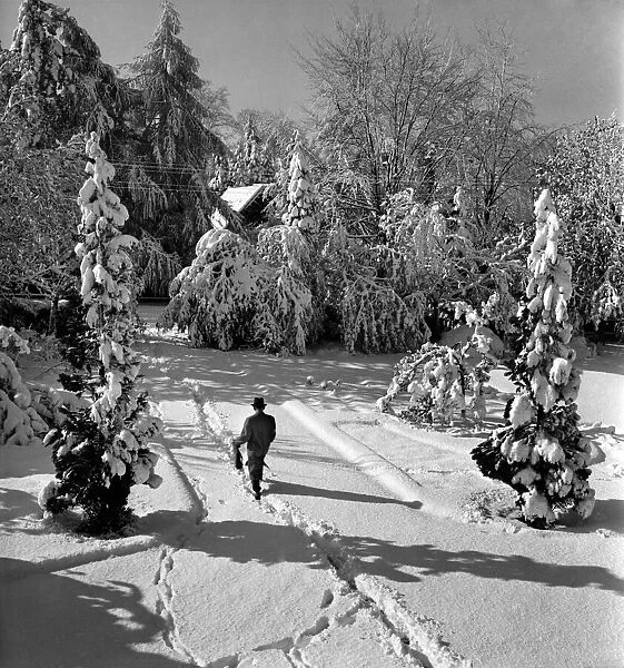 Snow covered trees in a tadworth field. April 1950 O23770-005