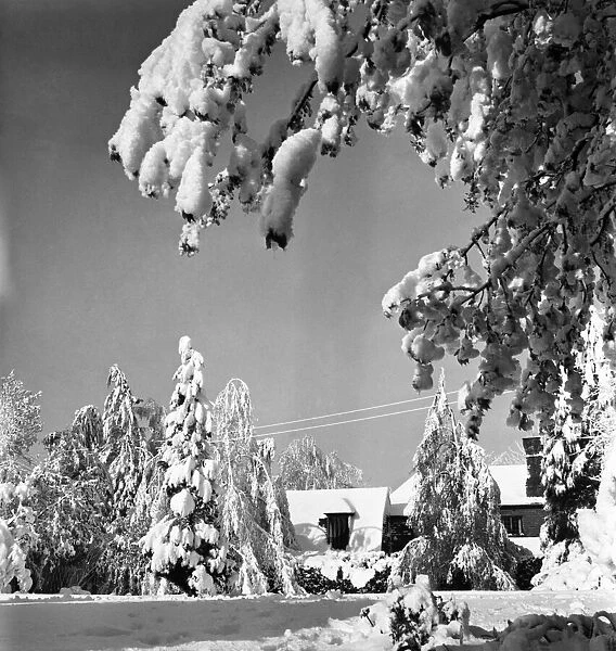 Snow an fruit trees in a Tadworth garden. April 1950 O23770-008