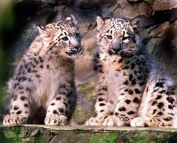 Snow Leopard Cubs December 1998 Brilliant and white pictured at Edinburgh Zoo