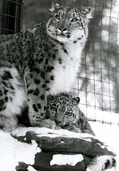 Snow leopards in the snow at Marwell zoo leopard and cub January 1982