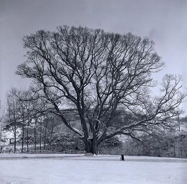 Snow scene at Sandy Hatch lane near Ashford Hertfordshire circa 1958
