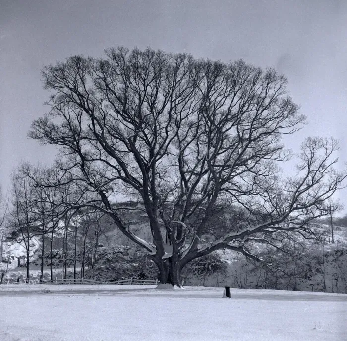 Framed Print : Snow scene at Sandy Hatch lane near Ashford Hertfordshire circa 1958 Framed Print : Snow scene at Sandy Hatch lane near Ashford Hertfordshire circa 1958
