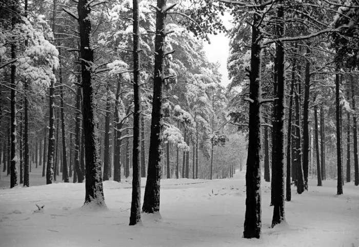 Framed Print : Snow Scenes at Oxshott during the winter of 1940 L104