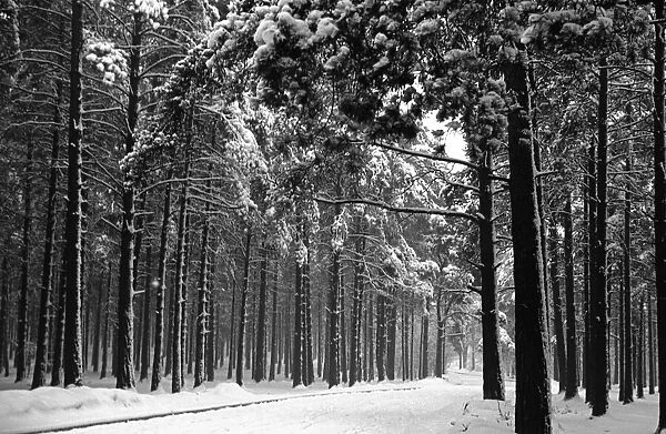 Snow Scenes at Oxshott during the winter of 1940 L104