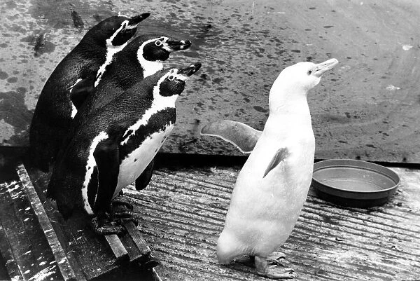 Snowball the albino penguin with his mates. 27th May 1971 P044316