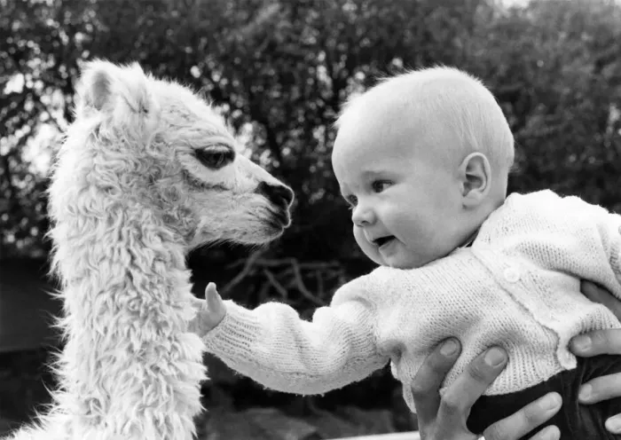 Framed Print : Snowball the frisky new-born Llama and little Steven Martin at Southport Zoo