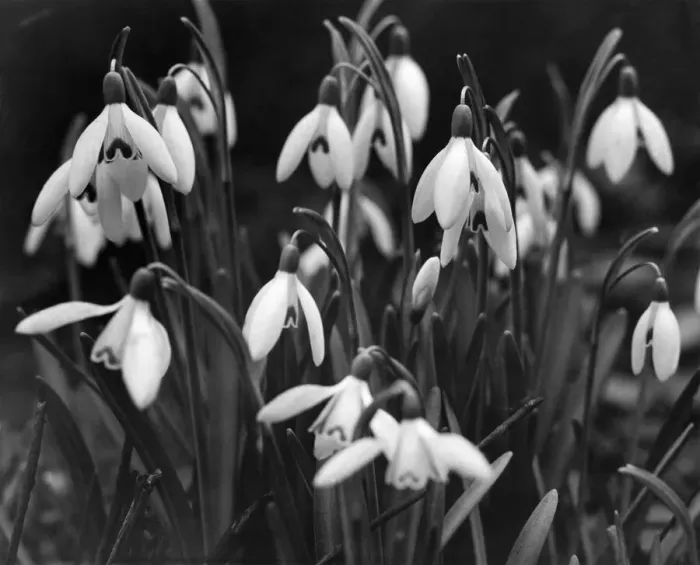 Framed Print : Snowdrops flowering in Fletcher Moss, Park, Manchester. February 1953 Framed Print : Snowdrops flowering in Fletcher Moss, Park, Manchester. February 1953