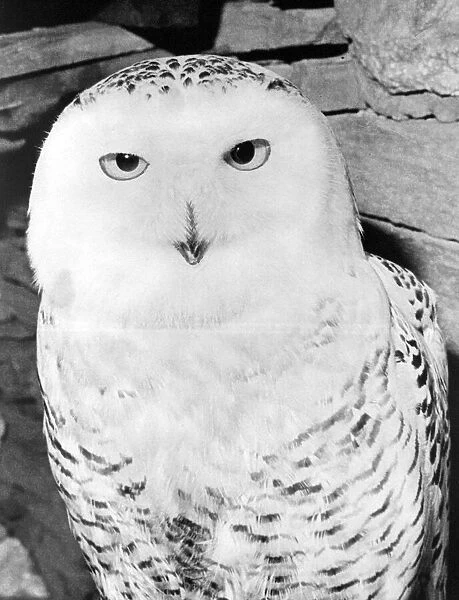 A Snowy Owl