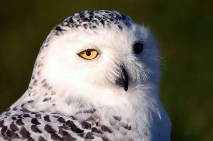 Framed Print : A snowy owl who needs a name at The Barn at Beal Framed Print : A snowy owl who needs a name at The Barn at Beal