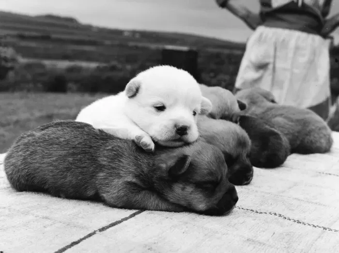 Framed Print : Snowy the pup, the odd one out of a litter of pure bred Welsh red corgies