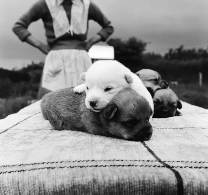 Framed Print : Snowy the pup, the odd one out of a litter of pure bred Welsh red corgies
