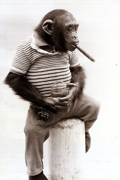 Sofia the Chimpanzee wearing a striped top with trousers and smoking a cigar