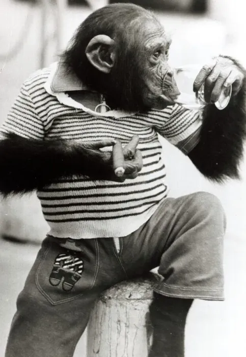 Framed Print : Sofia the Chimpanzee wearing a striped top with trousers and smoking a cigar