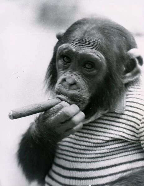 Sofia the professional model chimpanzee chews on a cigar. A©