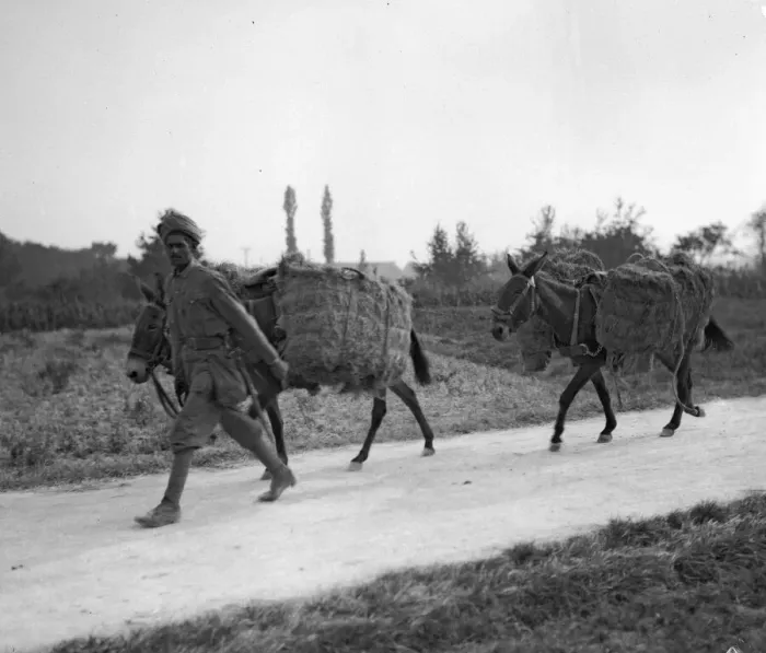 Framed Print : Soldiers from the 3rd Lahore Indian Division seen here with mules loaded with bails of Framed Print : Soldiers from the 3rd Lahore Indian Division seen here with mules loaded with bails of