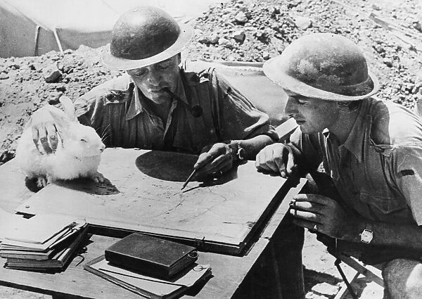 Soldiers in Tobruk, Libya. Another pet with the Gunner Officers