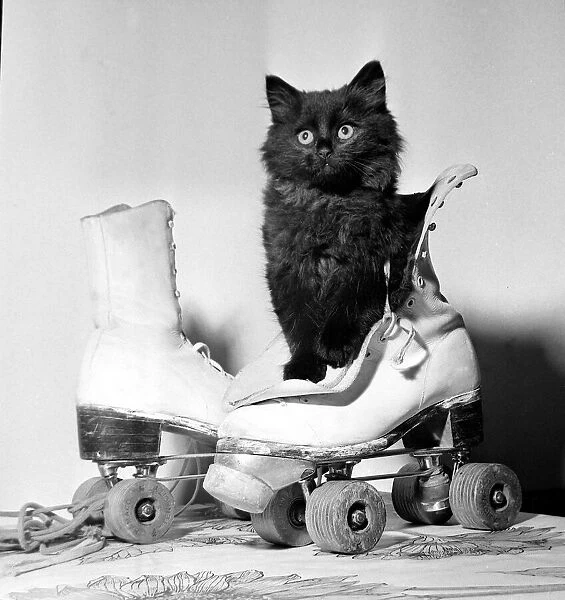 Sooty the kitten poised for the camera inside a rollerskate August 1965