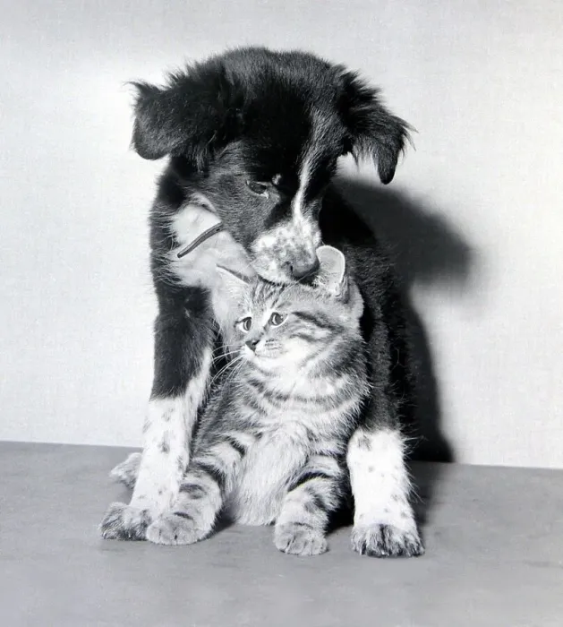 Framed Print : Sophie the border collie pup with Missy the tabby kitten December 1957