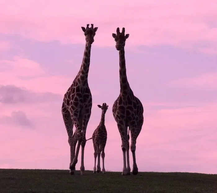 Framed Print : Sophie the newborn Giraffe makes her first public appearance with mom Amy