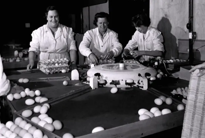 Framed Print : Sorting eggs on a grading machine are (left to right): Miss Muriel Collins Framed Print : Sorting eggs on a grading machine are (left to right): Miss Muriel Collins