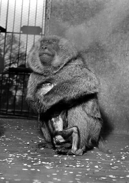 A South African baboon holds on to her baby shortly after her birth at Chessington Zoo