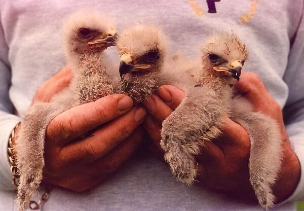 Three South African Jackal Buzzard chicks