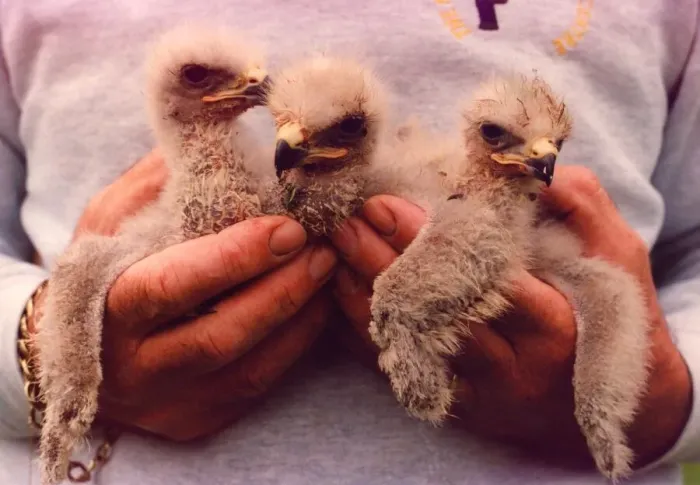 Framed Print : Three South African Jackal Buzzard chicks