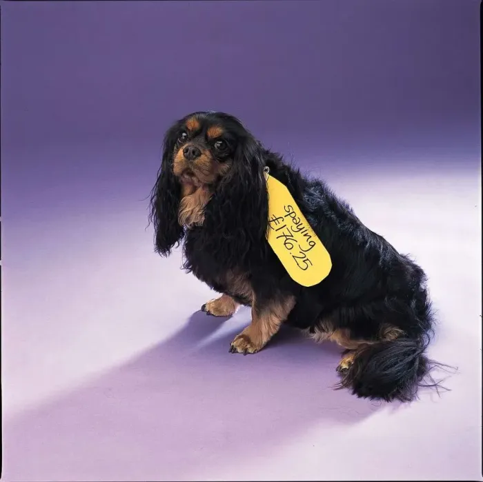 Framed Print : A Spainel dog with spaying label around neck January 1999