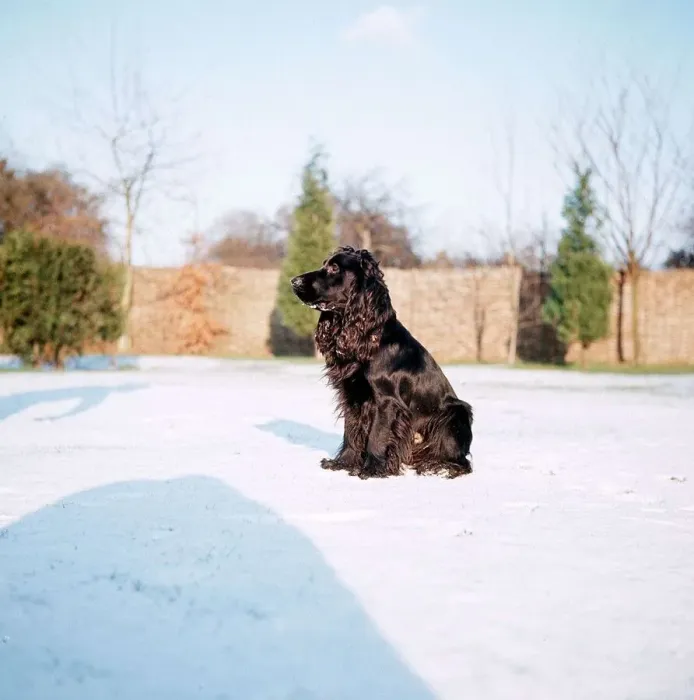 Framed Print : Spaniel Dog - 1968
