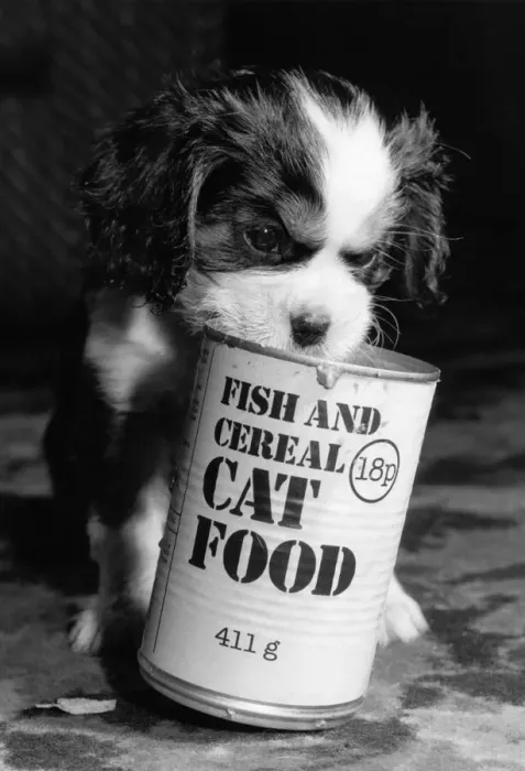 Framed Print : Spaniel puppy with a can of cat food. 11th August 1985 Framed Print : Spaniel puppy with a can of cat food. 11th August 1985
